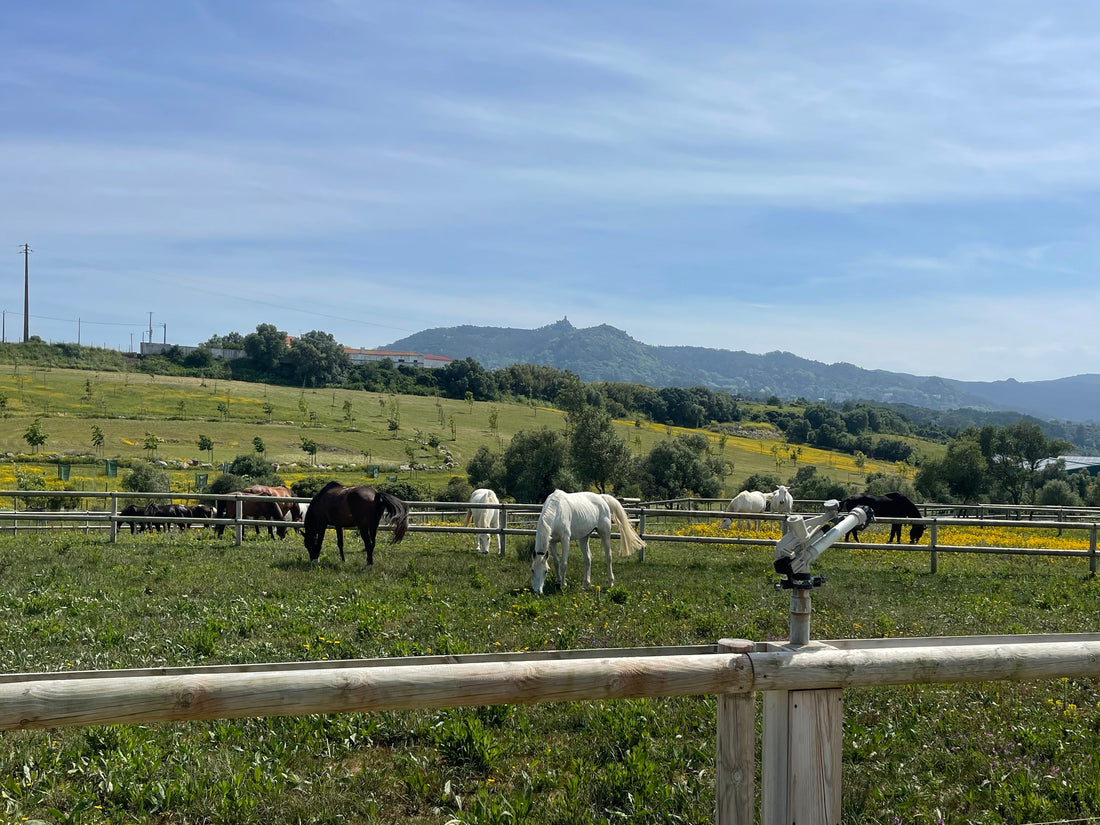 Écurie Active vs. Écurie Pré-Box : Quelle Est la Meilleure Option pour Votre Cheval ?