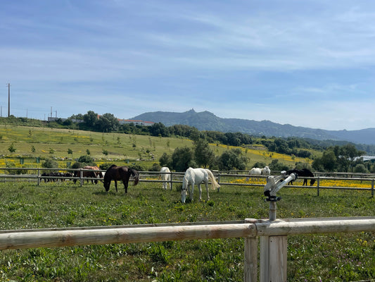 Écurie Active vs. Écurie Pré-Box : Quelle Est la Meilleure Option pour Votre Cheval ?