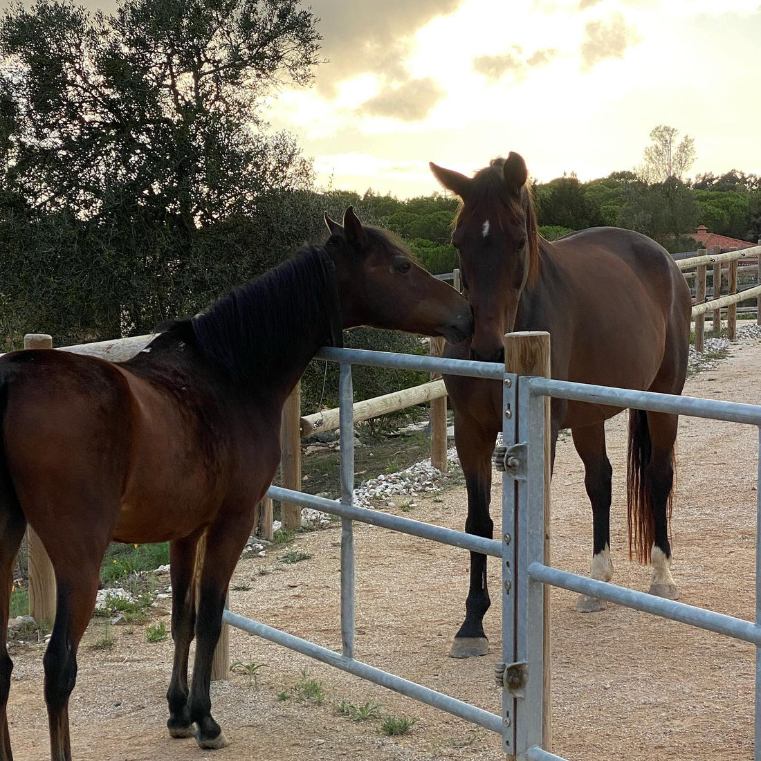 Liens sociaux chevaux, écurie portugal, pension cheval sintra, pension pré Portugal proche de Lisbonne