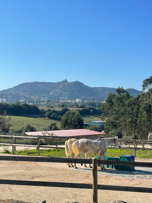 Écurie active Portugal, pension pour chevaux proche Lisbonne. 