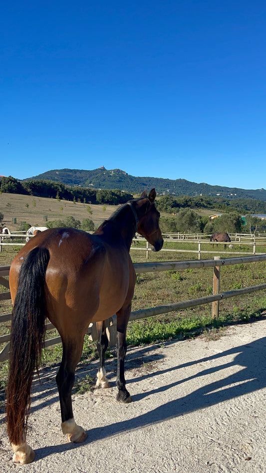 Ecurie active, Sintra, Pension cheval Portugal 