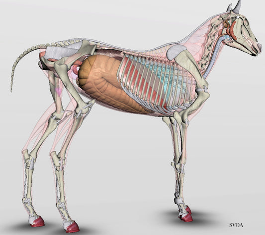 santé cheval, nutrition équine, horses digestif system